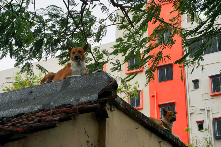 Dog sits on building damages by storm.
